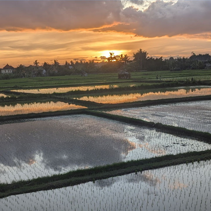 Rice Fields in front of Ayutyas Holistic Healing Home Sukawati - Tarot, Sound Healing, Yin and Hatha Yoga
